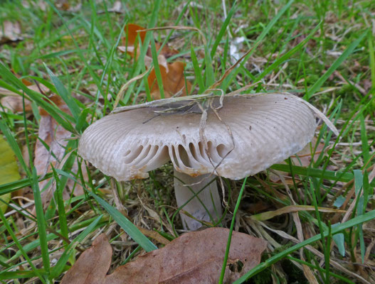 Russula amoenolens - Scherpe kamrussula