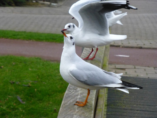 Kokmeeuw
