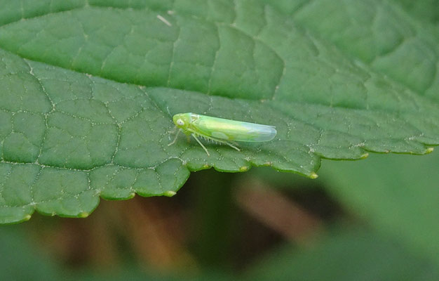 Empoasca vitis - Fuchsiacicade
