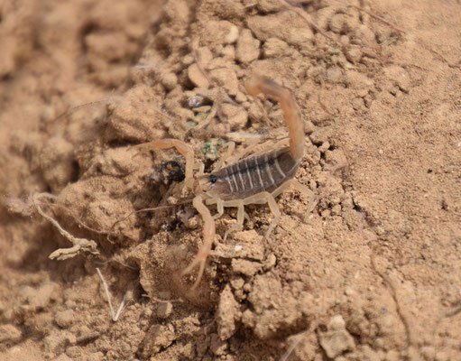 Leiurus quinquestriatus