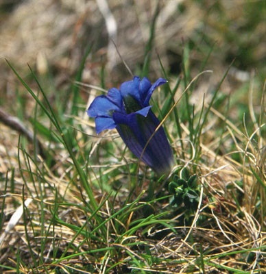 Gentiana acaulis - Koch's gentiaan