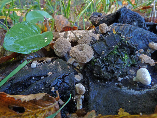 Asterophora lycoperdoides - Poederzwamgast