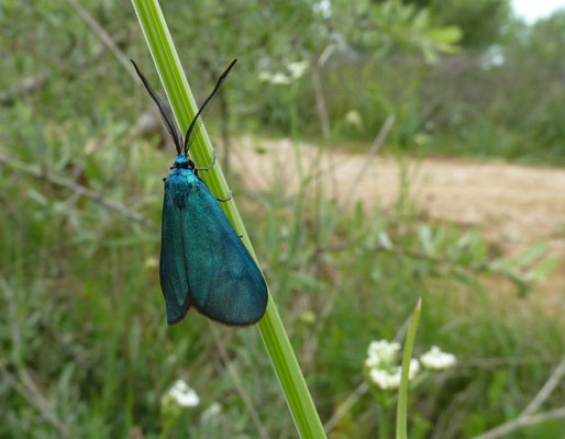 Adscita species
