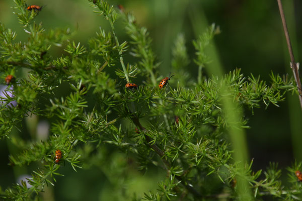 Asparagus acutifolius