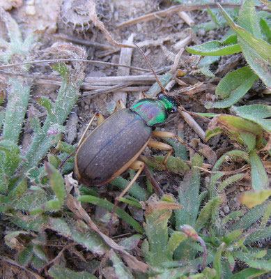 Chlaenius velutinus