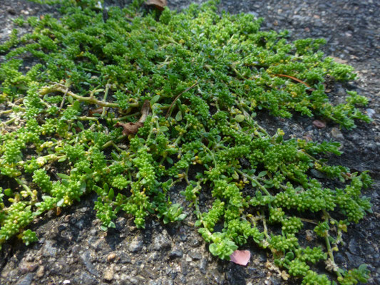 Herniaria glabra - Kaal breukkruid