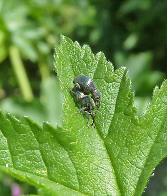 Apion species