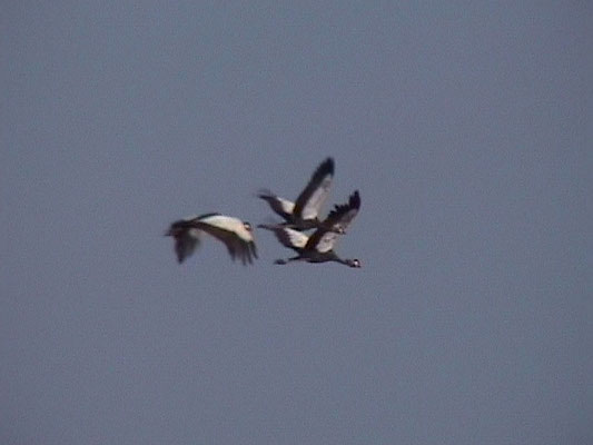 Black-crowned Crane