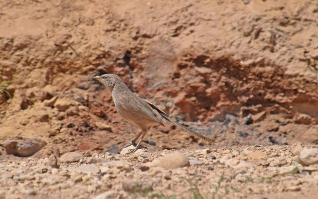 Arabische babbelaar