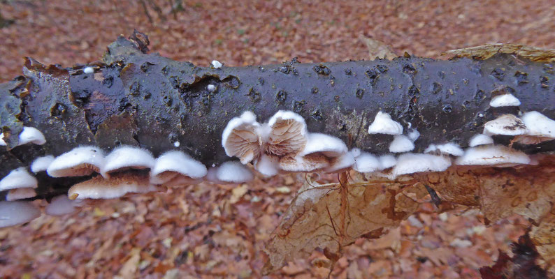 Crepidotus variabilis - Wit oorzwammetje