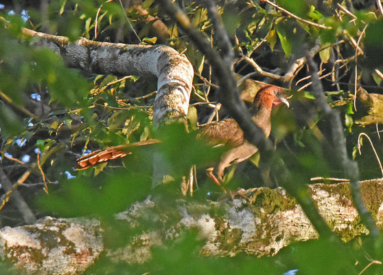 Variable Chacalaca
