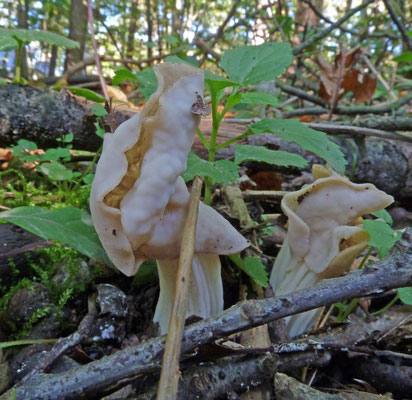 Helvella crispa - Witte kluifzwam