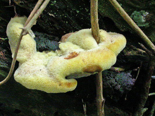 Oligoporus ptychogaster - Boompuist