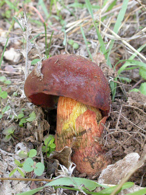 Imperator rhodopurpureus - Roodpurperenboleet (Peloponnesos)
