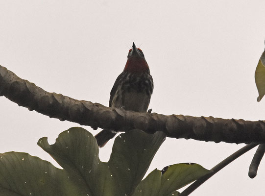 Black-spotted Barbet