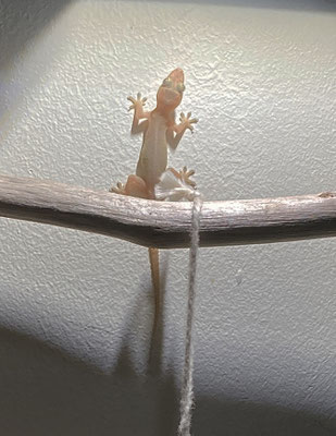 Hemidactylus mabouia