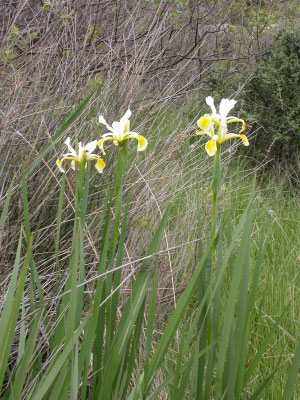 Iris orientalis
