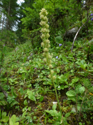 Tofieldia calyculata