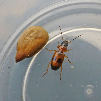Badister bullatus