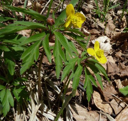 Anemone ranunculoides
