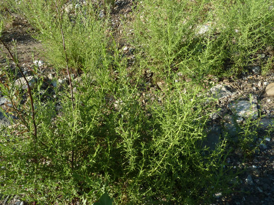 Dittrichia graveolens - Kamferalant