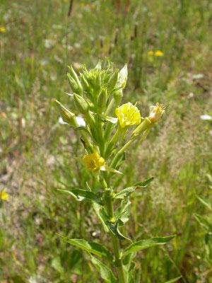 Oenothera parviflora - Kleine teunisbloem