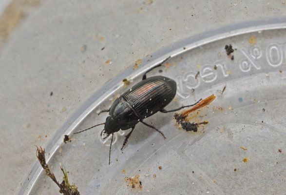 Amara lunicollis - Gewone glimmer