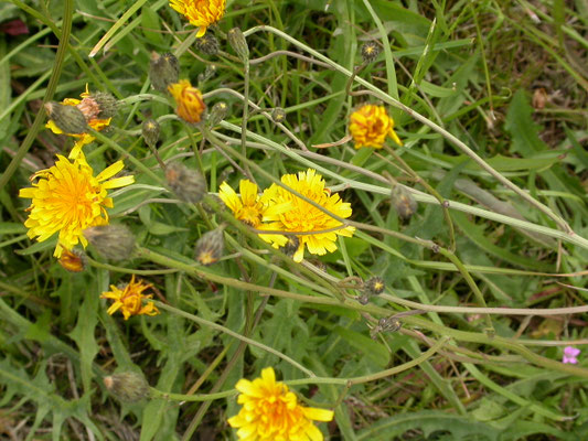 Crepis biennis - Groot streepzaad