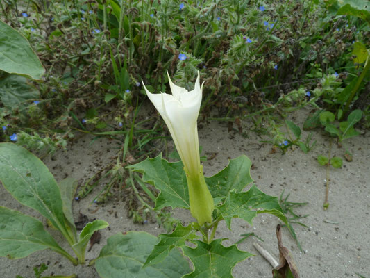 Datura stramonium - Doornappel