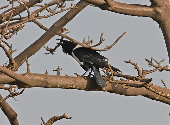 Corvus albus - Pied Crow