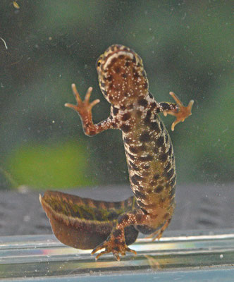 Dwergmarmersalamander man