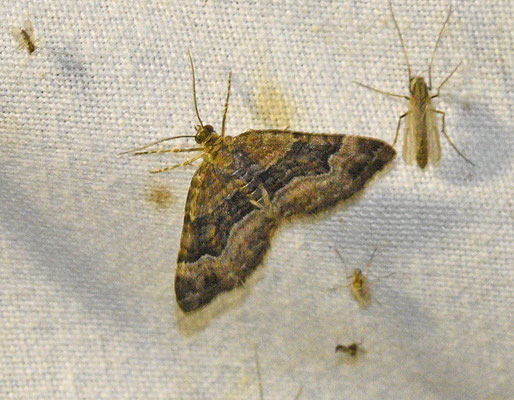 Xanthorhoe biriviata - Springzaadbandspanner