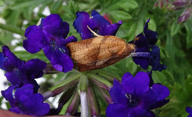 Archips podana - Grote appelbladroller
