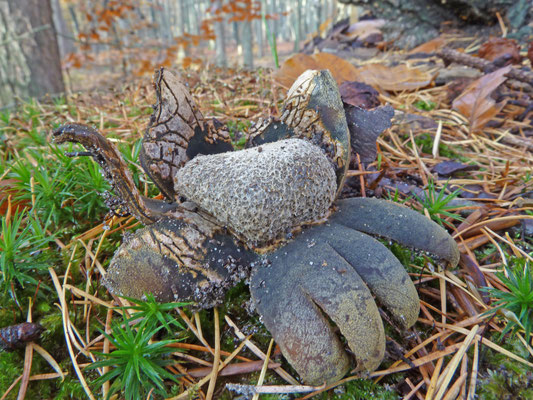 Astraeus hygrometricus-Weerhuisje