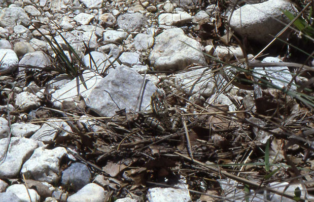 Rio Grande Leopard Frog