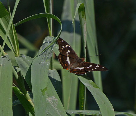 Grote weerschijnvlinder