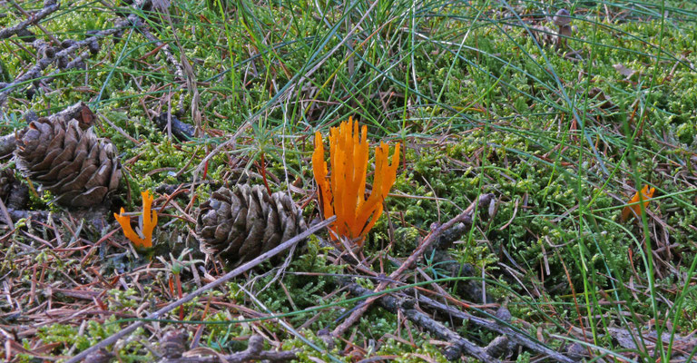 Calocera viscosa - Kleverig koraalzwammetje