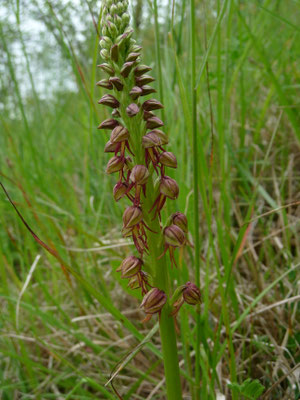 Orchis anthropophora - Poppenorchis