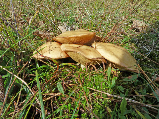 Suillus granulatus - Melkboleet