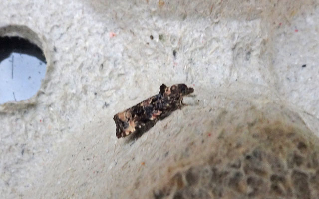 Metendothenia atropunctana - Kleine stipbladroller