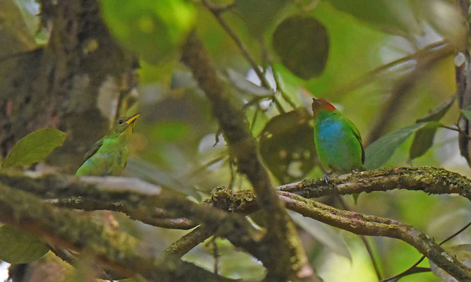 Bay-headed Tanager