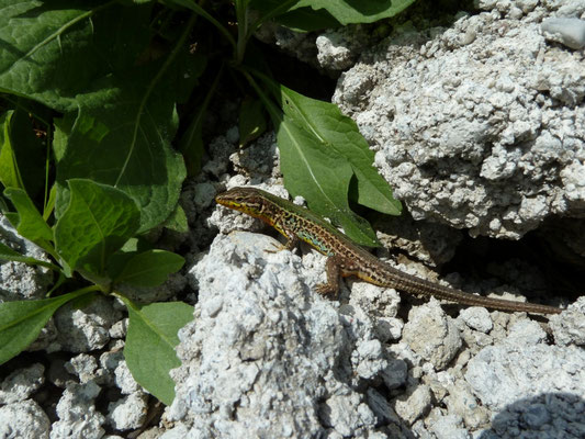 Podarcis melisellensis