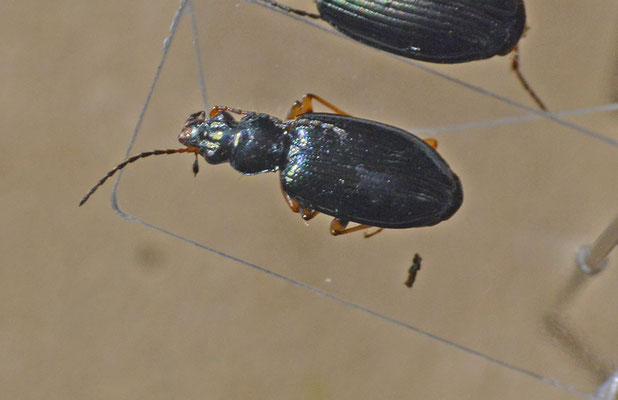 Bembidion deletum - Bospriemkever