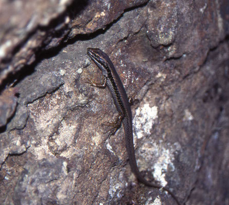 Eulamprus tympanum