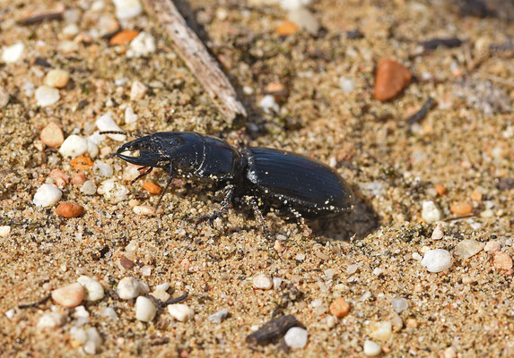 Scarytes occidentalis