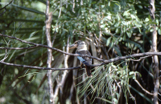 Blue-winged Cuckaburra