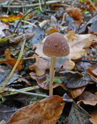 Psathyrella microrrhiza- Kortwortelfranjehoed