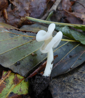 Helvella stevensii - Bleke zadelkluifzwam