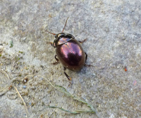 Chrysolina brunsvicensis - Moerashertshooigoudhaan