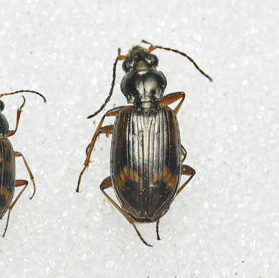 Bembidion dentellum - Getande priemkever